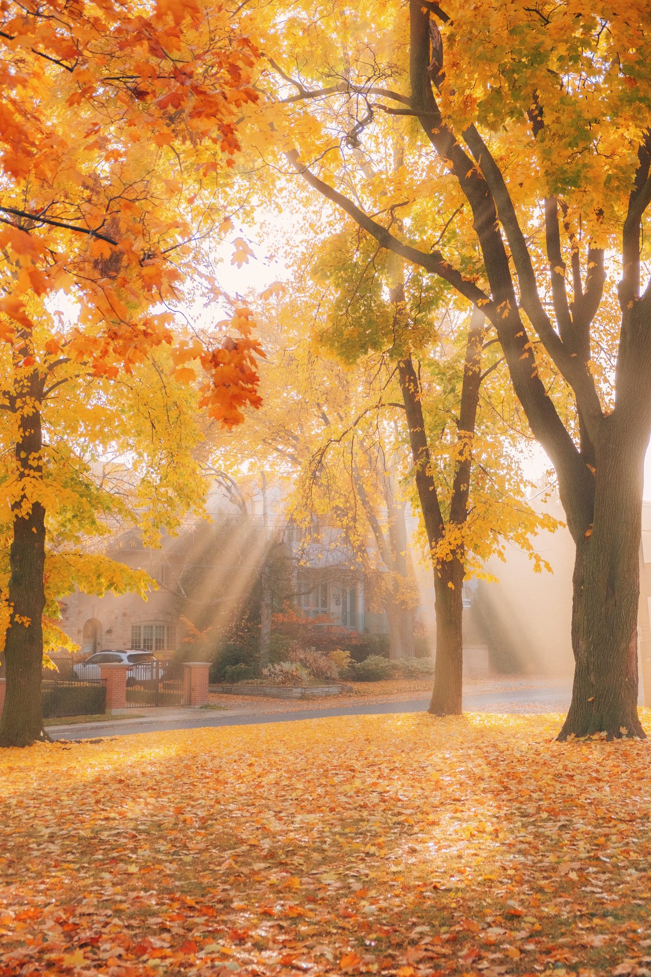 Sun rays shining through yellow and orange autumn trees with brick house in background