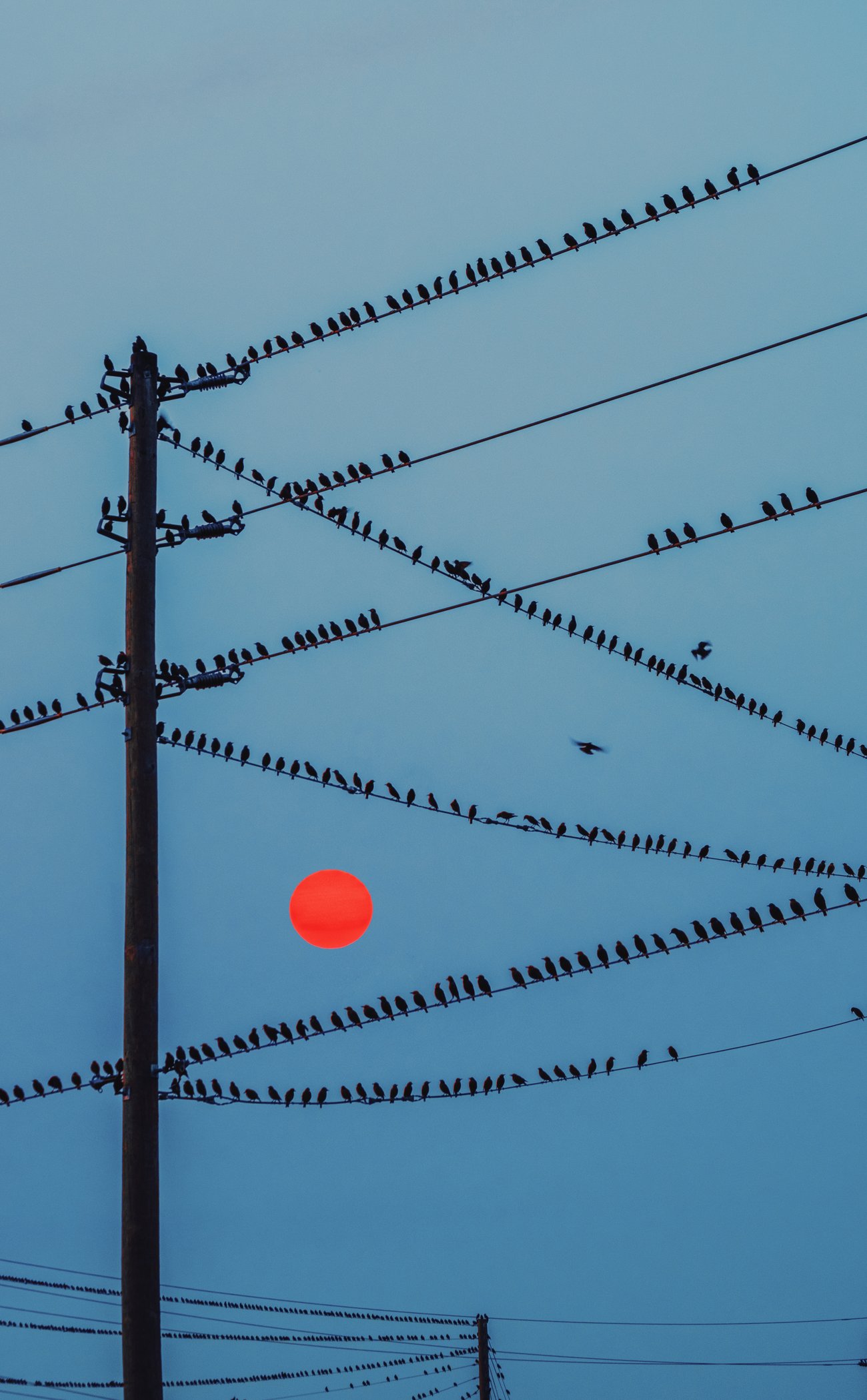 Birds perched on criss crossing power lines again a blue sky with red sun