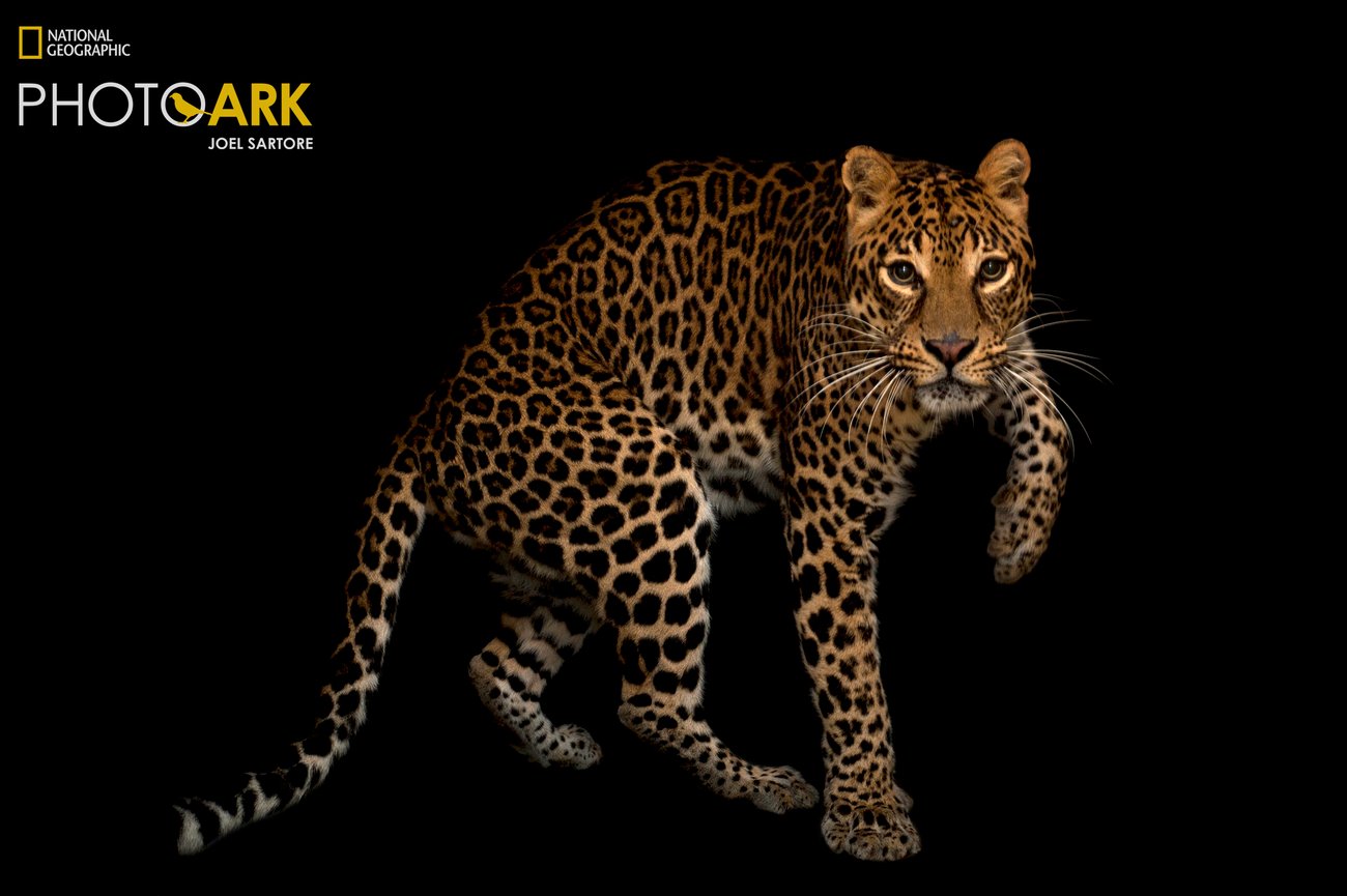 African leopard with its left paw raised on black background