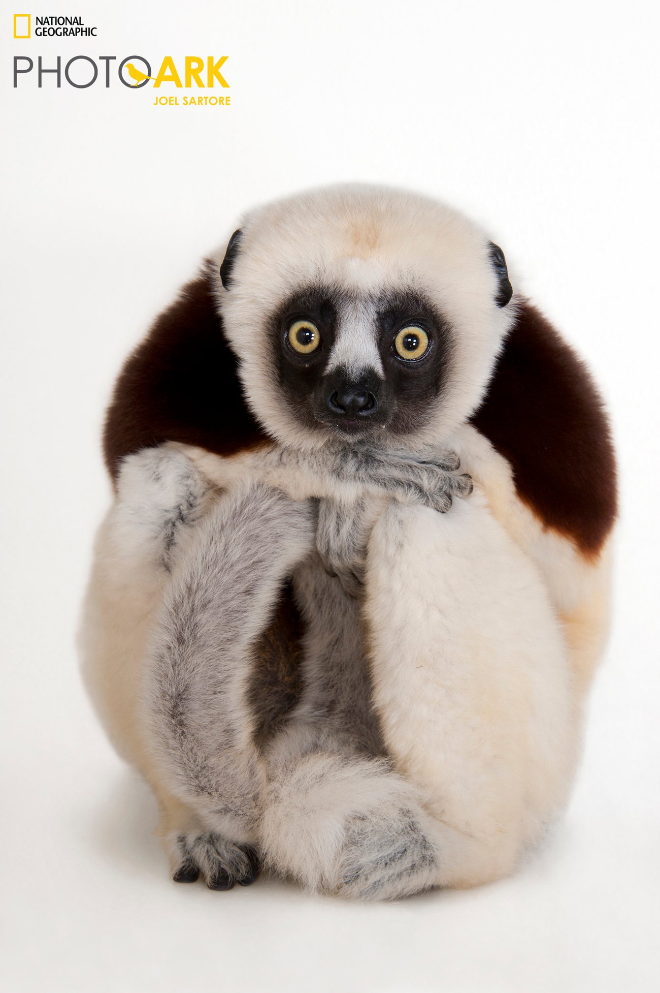 Coquerel’s Safika. A brown and white lemur with yellow eyes on plain white background.
