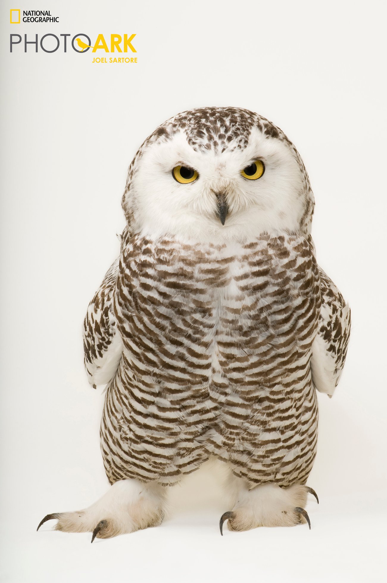 Female snowy owl. Brown and white owl with yellow eyes isolated on white background