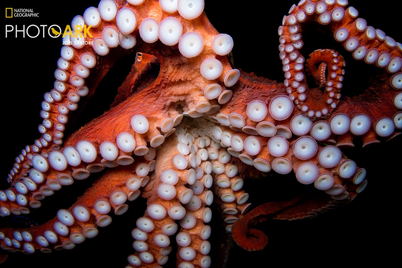 Red Giant Pacific octopus with white suckers on plain black background