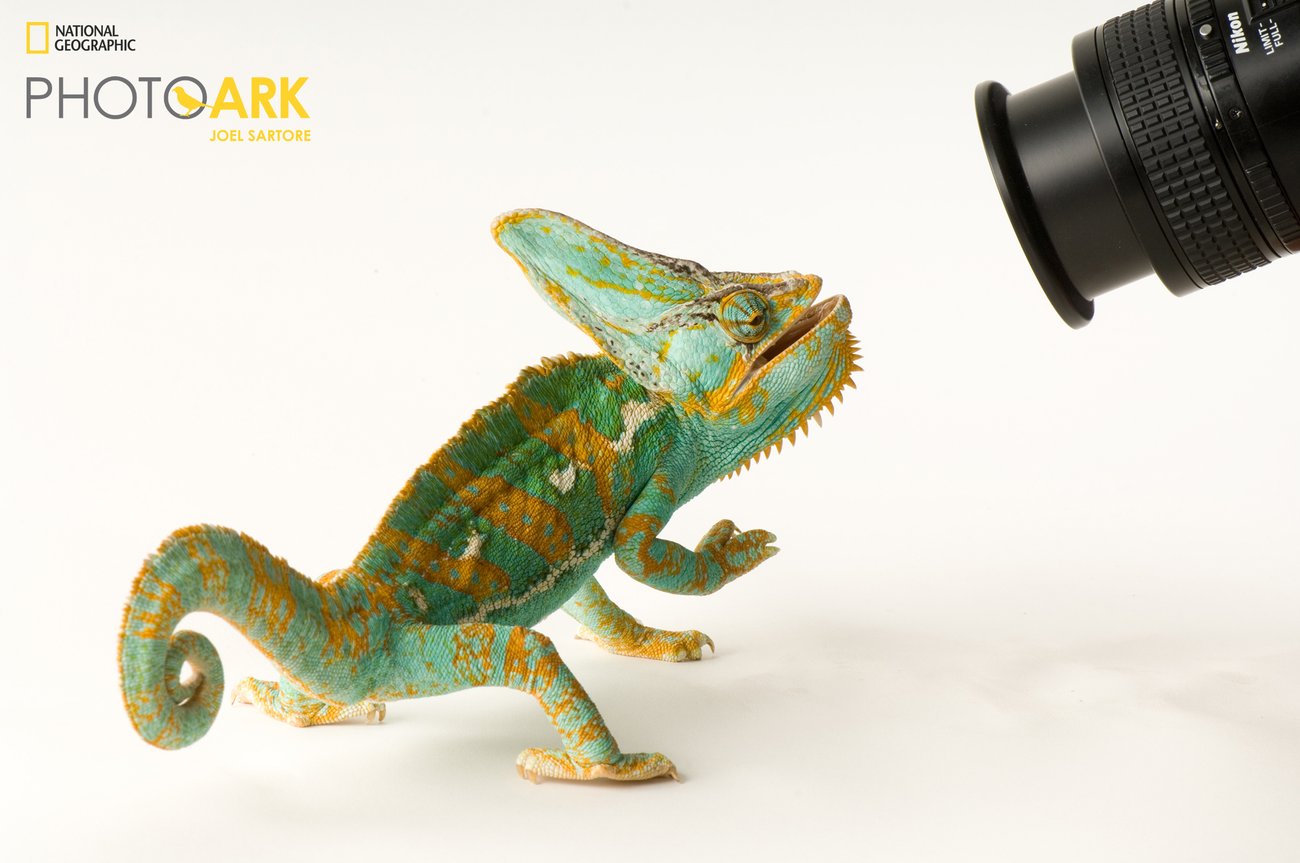 Veiled chameleon. Aqua-green chameleon with yellow stripes and right leg raised looking at a camera lens