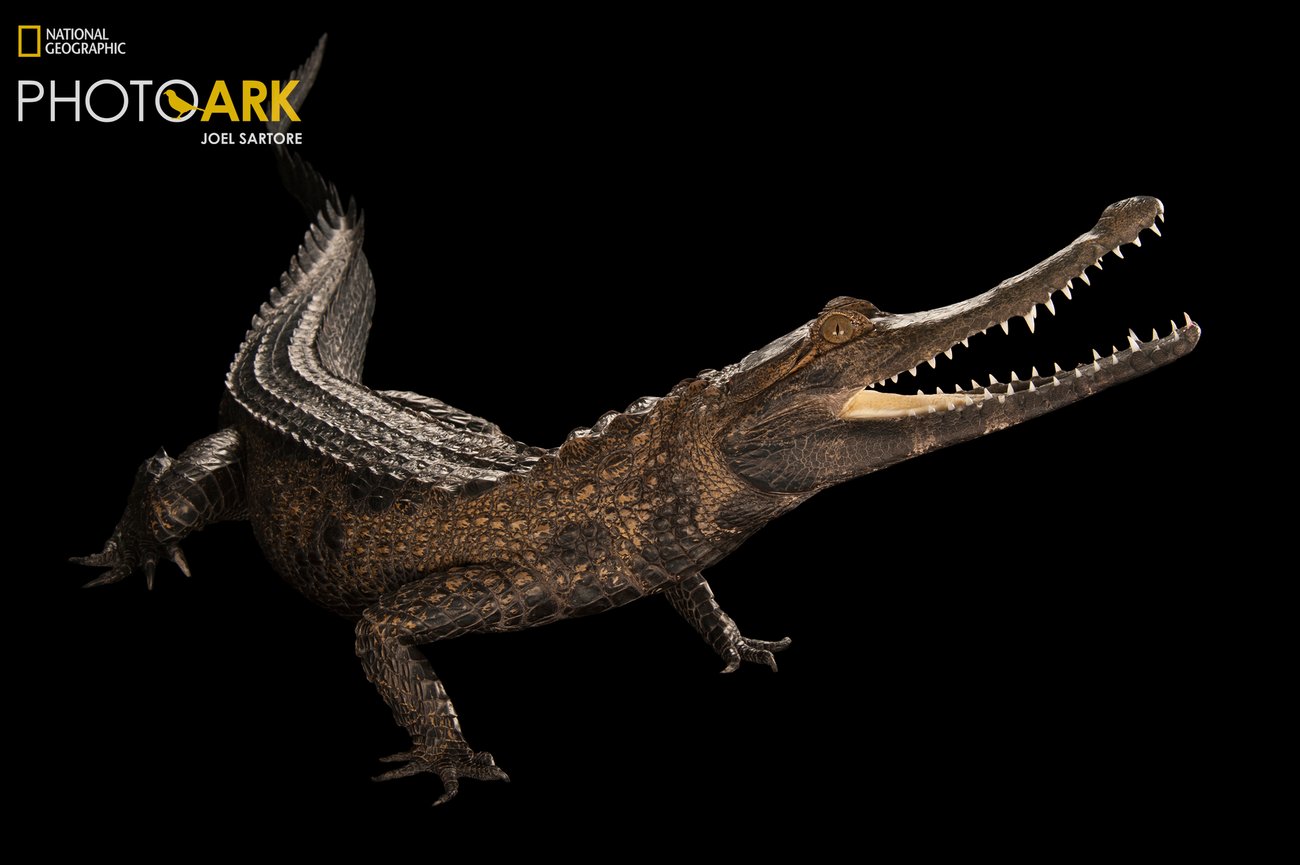 West African slender-snouted crocodile isolated on black background