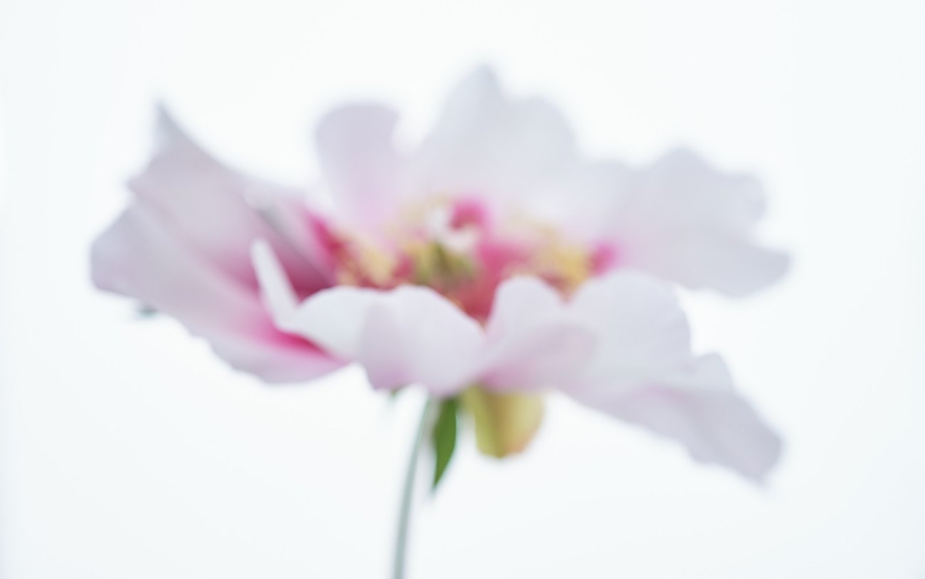 Soft focus image of pink and white flower on white background