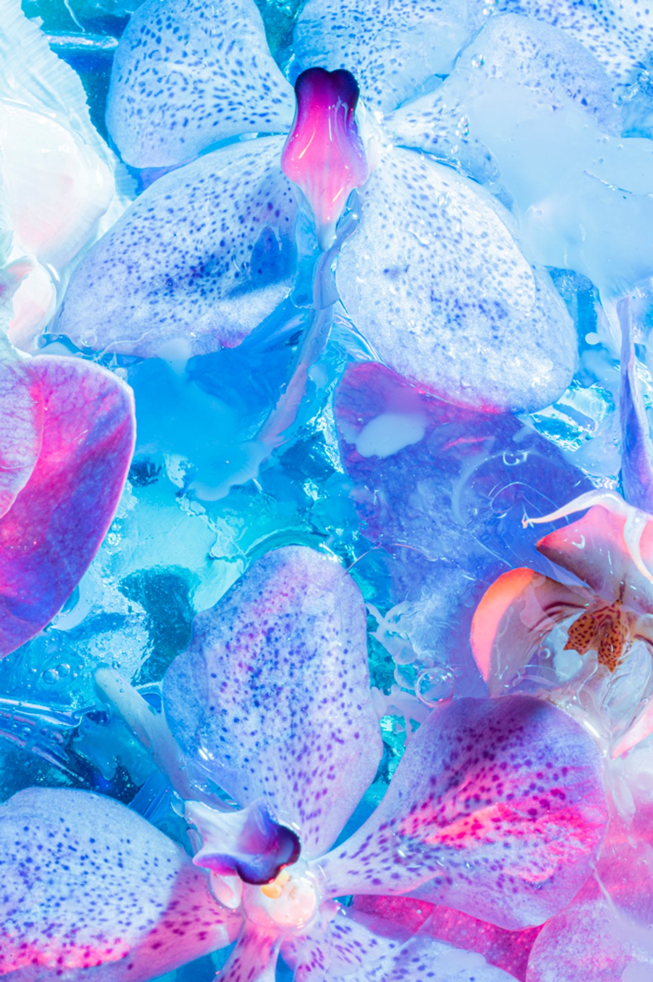 Blue and pink orchid flowers in clear liquid