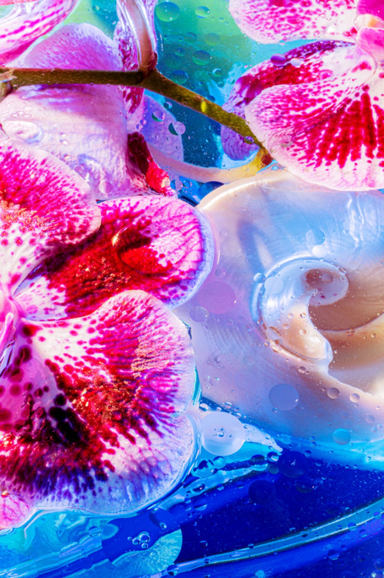 Close up of pink orchid flowers with water droplets and translucent seashell