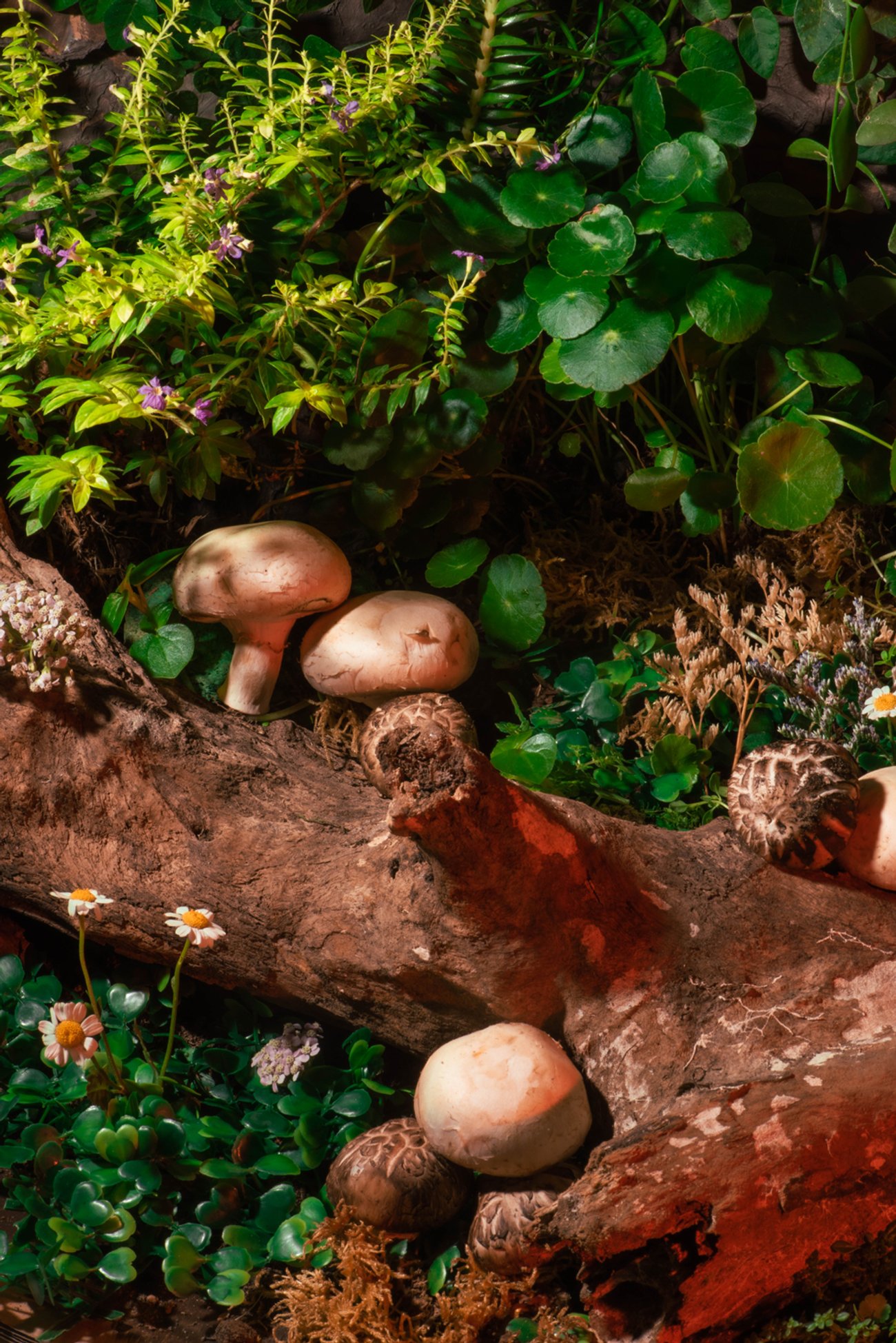 Fallen tree branch surrounded by mushrooms and green foliage