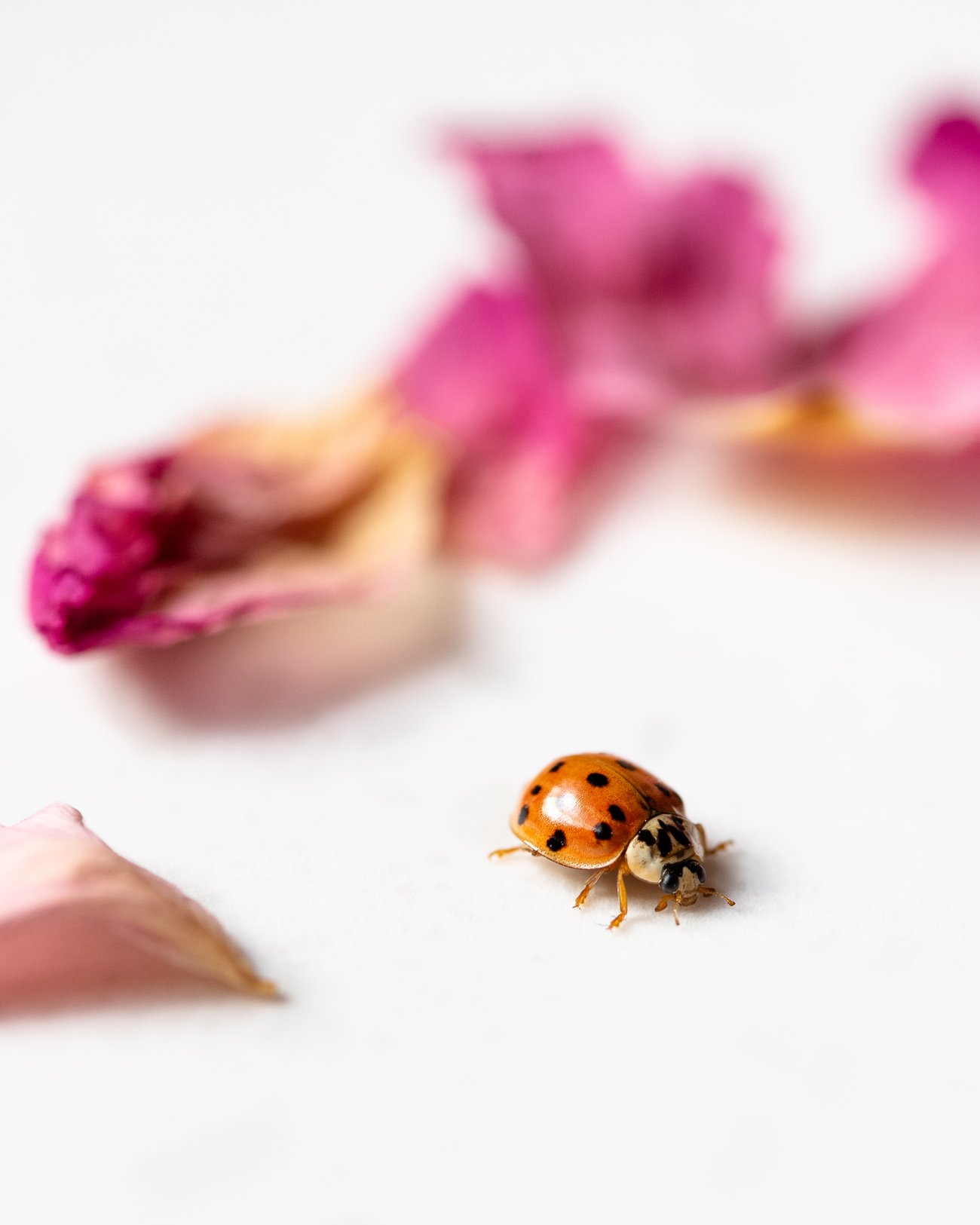 Red lady bug on white surface with out of focus pink flower petals in background