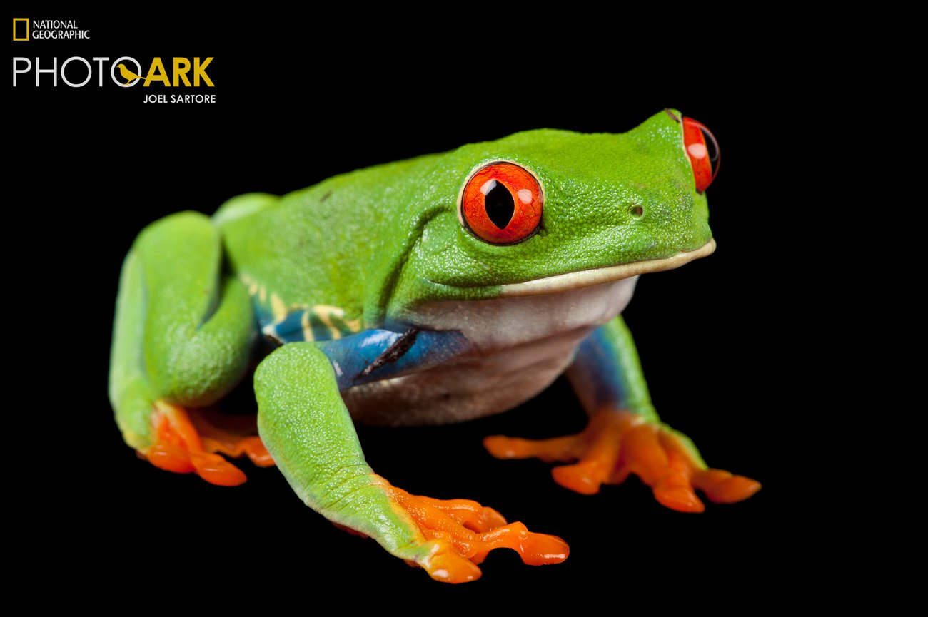 Red eyed tree frog on black background
