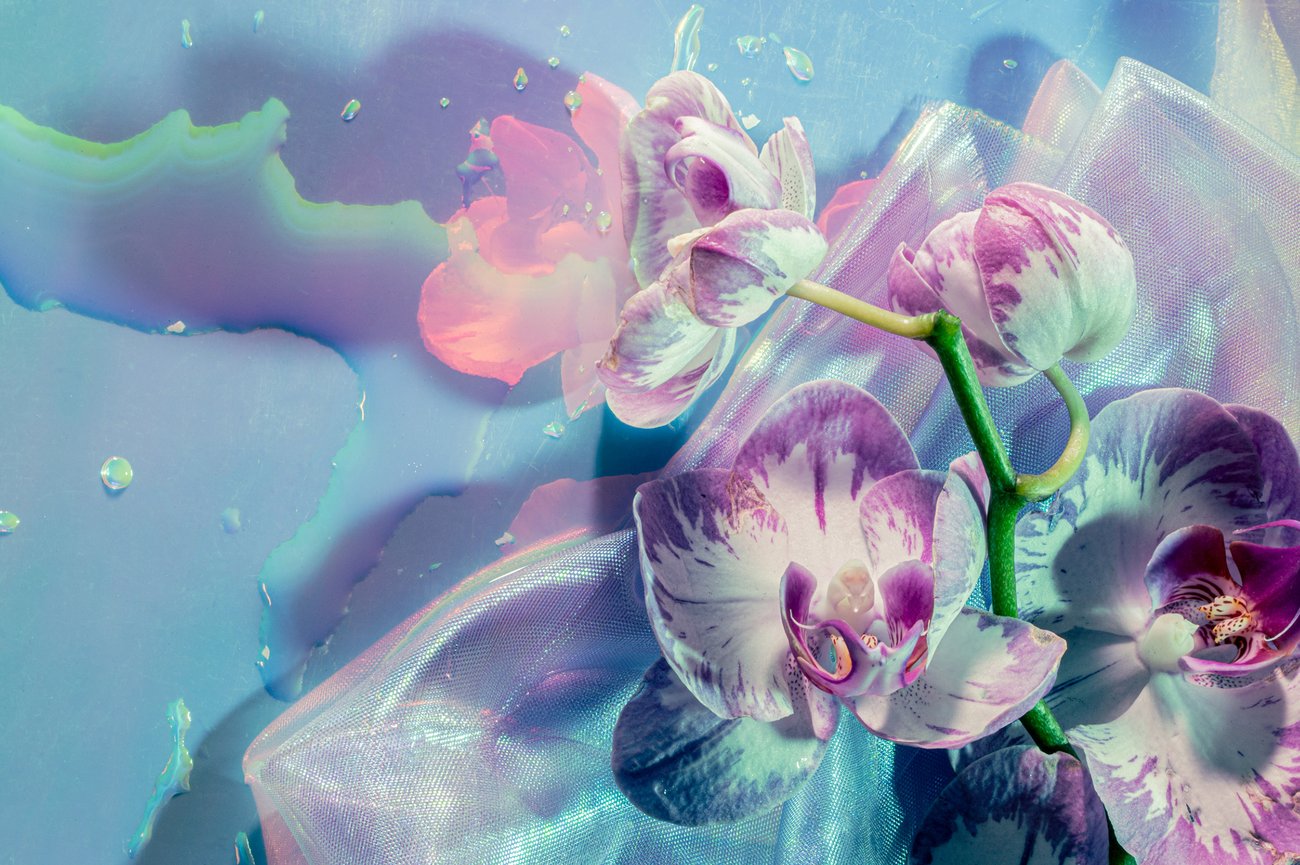 Purple and white orchid flowers splashed with water on blue background